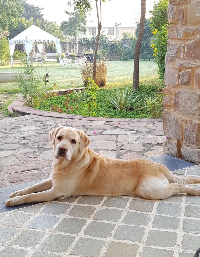 A Dog'S Story, Jaipur Bed & Breakfast Eksteriør bilde