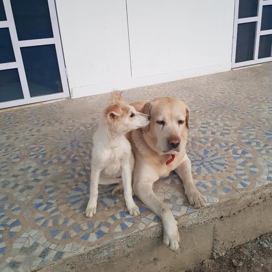 A Dog'S Story, Jaipur Bed & Breakfast Eksteriør bilde