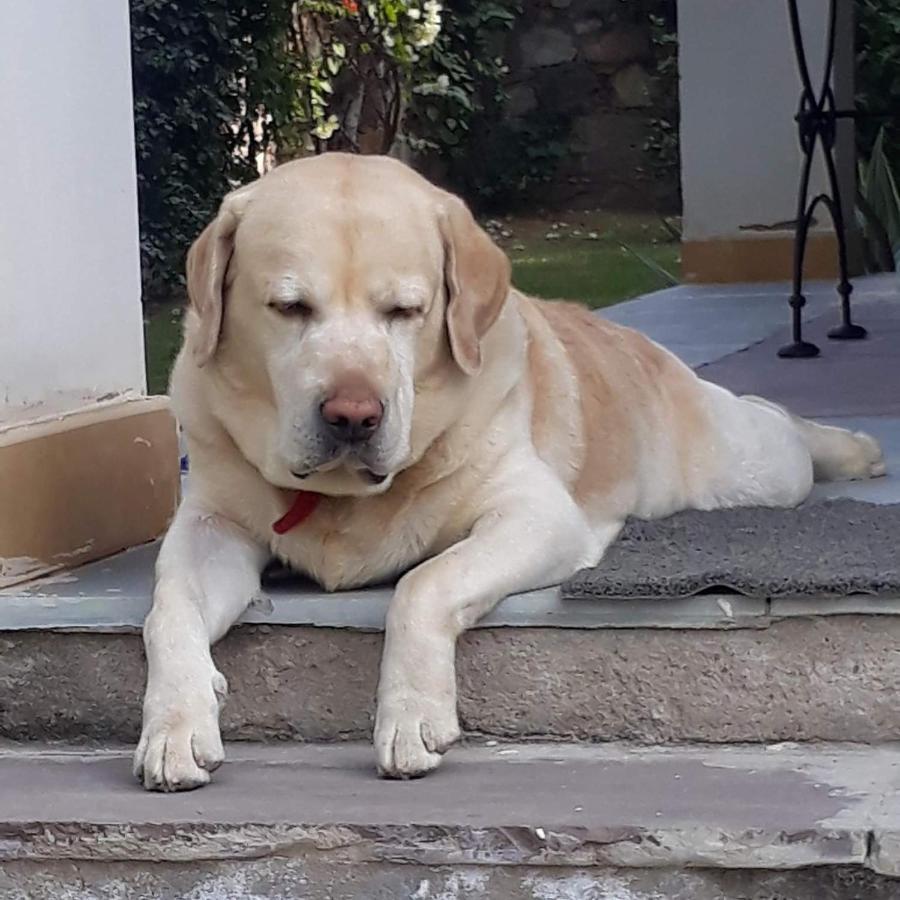 A Dog'S Story, Jaipur Bed & Breakfast Eksteriør bilde
