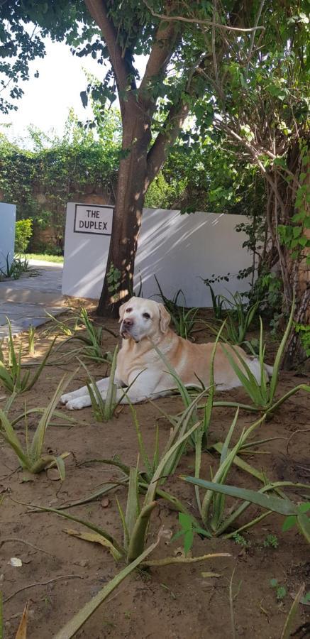 A Dog'S Story, Jaipur Bed & Breakfast Eksteriør bilde